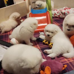 Borzoi and Samoyed Puppies from Kalabria