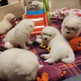 Borzoi and Samoyed Puppies from Kalabria