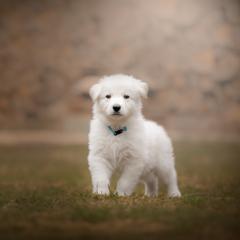Light Blue collar male - White Berger Blanc Suisse puppy in New Hampshire from Kennel Sons Of North