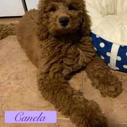 Goldendoodle and Poodle Puppies from Katy's Toy Poodles & Doodles