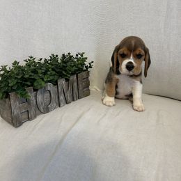 Girl 2 - White black and tan female Beagle puppy in Newman, California from Valley Beagles