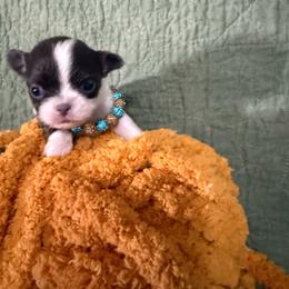 Ivy - Blue and white female Chihuahua puppy in Dime Box, Texas from Color Me Crazy Chihuahuas
