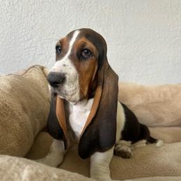 Zeus - Black brown and white male Basset Hound puppy in Logan, Utah from Cache Valley Bassets
