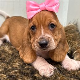 Rachael - Red and white female Basset Hound puppy in Mebane, North Carolina from Happy Ridge Hounds