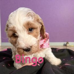Bingo - Parti female Springerdoodle puppy in Murrells Inlet, South Carolina from SpringerDoodles at the Beach