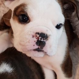 Bulldogs from Nee Nee's Bulldogs