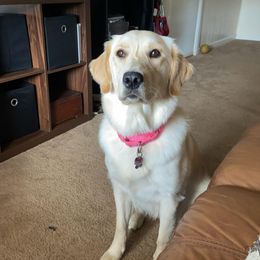 Golden Retriever All Grown Up from Goldens on the Gorge