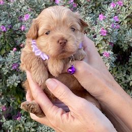 Purple  collar - Gold female Shihpoo puppy in Millsap, Texas from Gaston’s Posh Poodles and Doodles