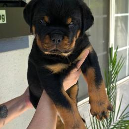 Boy 1 - Black and mahogany male Rottweiler puppy in San Bernandino, California from VON DER SENTINEL