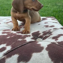 Buttercup - Chocolate female Dachshund puppy in Oklahoma from Rockin’ S Kennel