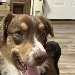 Beast - Australian Shepherd