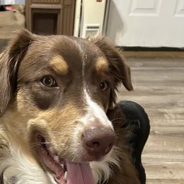 Beast - Australian Shepherd
