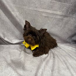 Charlie - Liver male Yorkshire Terrier puppy in California from Yorkie & Maltese Royalty
