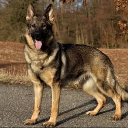 Cora - German Shepherd