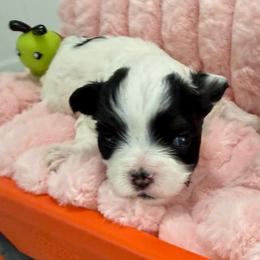 Snowbie Daisy Bishop - Parti female Maltipoo puppy in Colonial Beach, Virginia from BeachRidge Pups