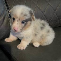 Creeper - Blue male Pembroke Welsh Corgi puppy in Hillsville, Virginia from Bonderosa Kennels