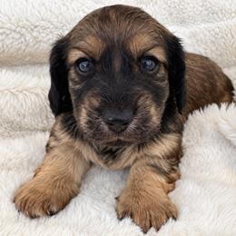 Ezra - Red male Dachshund puppy in La Marque, Texas from For the Love of Doxens
