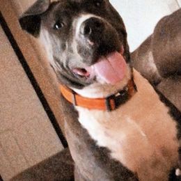 American Bullies from Squyres Southern Bullies