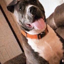 American Bullies from Squyres Southern Bullies