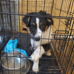 Gus - Black tri-color male Australian Shepherd puppy in Rossville, Tennessee from GoodSprings Aussies