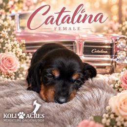 Catalina - Black and tan female Dachshund puppy in Kemp, Texas from Koli Acres