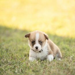 Grey Collar Male- Yoshi - Red male Pembroke Welsh Corgi puppy in Waverly Hall, Georgia from 6g Ranch Corgis