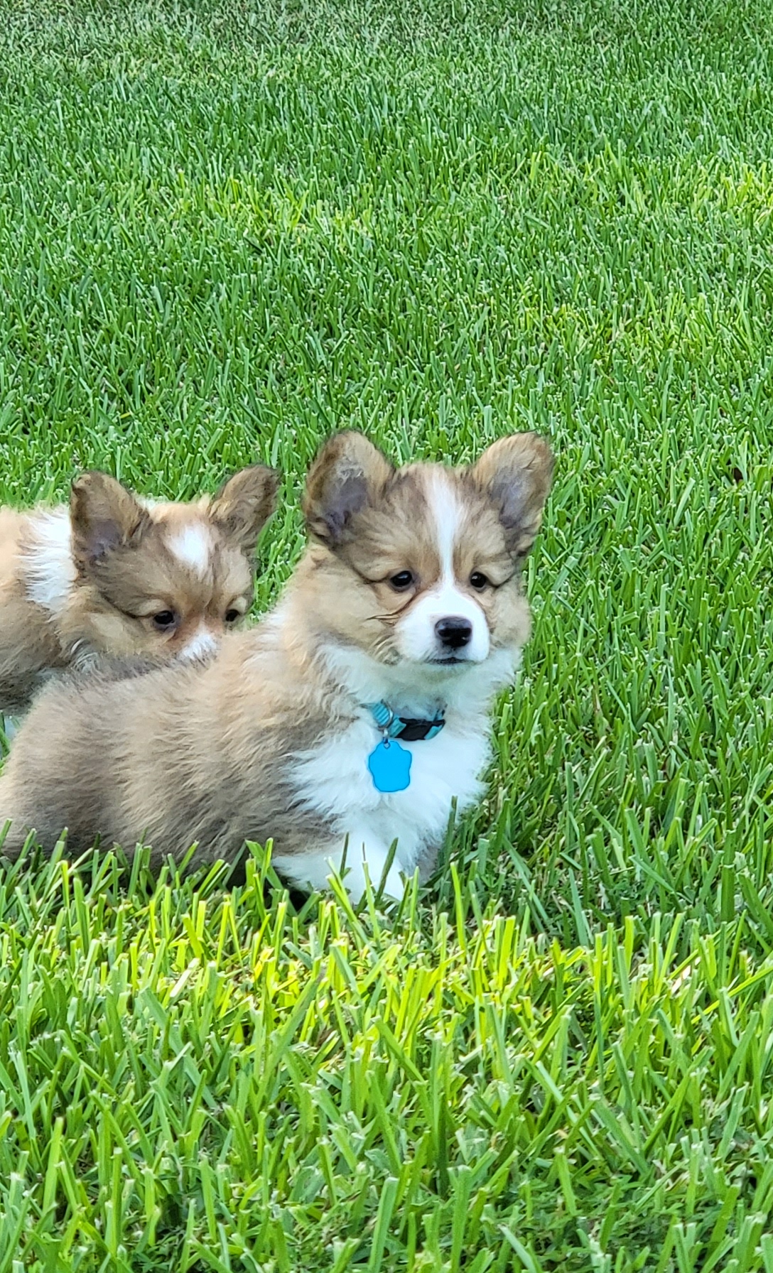Pembroke Welsh Corgi Puppies from Triple B Bayou Corgis