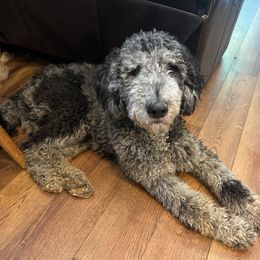 Milo - Golden Retriever