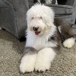 Old English Sheepdog Puppies from Heavinly Blessings Farm Pups - Old English Sheepdog Puppies