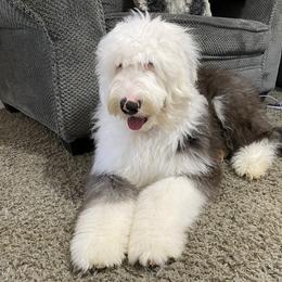 Old English Sheepdog Puppies from Heavinly Blessings Farm Pups - Old English Sheepdog Puppies