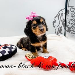 Rowena - Black and tan female Dachshund puppy in Prairieville, Louisiana from Southern Barron Danes & Dachshunds