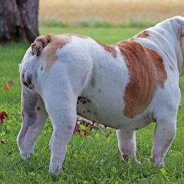 Bulldog Puppies from Pappy's Bullies