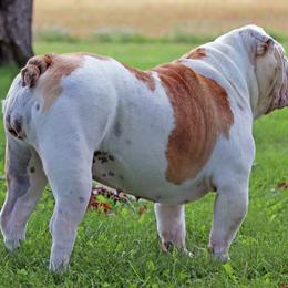 Bulldog Puppies from Pappy's Bullies