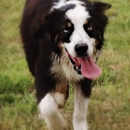 Australian Shepherds from Meadows Wagging Tails