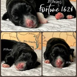 (3) Fortune 1621 - Black tri-color male Australian Shepherd puppy in Huntington, Texas from JKKJ Farms