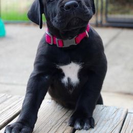 Cane Corso Puppies from Lionheart Cane Corso