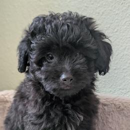 Onyx - Black male Companion Cross puppy in Sacramento, California from Tamara's Puppies