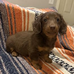 Margo - Chocolate and tan female Dachshund puppy in Gamaliel, Arkansas from WyldNFree Aussies