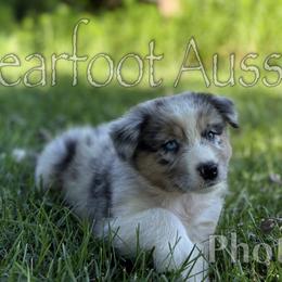 Boy 2 - Blue merle male Australian Shepherd puppy in Lowell, Indiana from Bearfoot Aussies and Tollers