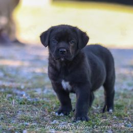 Diesel - Black male Cane Corso puppy in Cable, Ohio from Americana Cane Corso
