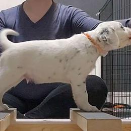 Orange - White and black Dalmatian puppy in Fort Dodge, Iowa from Carter's Dalmatians