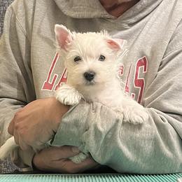 Oscar - White male West Highland White Terrier puppy in Columbus, Ohio from Starlight Westies