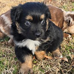 Elizabeth Taylor - Black tri female Miniature Australian Shepherd puppy in Paris, Texas from Blue Envy Mini Aussies
