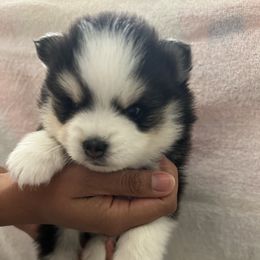 Pomsky Puppies from Pomskies By L&M