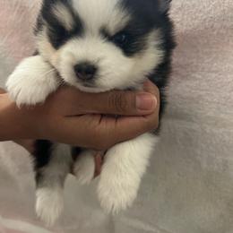 Pomsky Puppies from Pomskies By L&M
