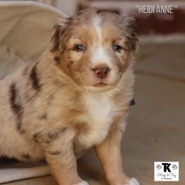 Miniature Australian Shepherd and Toy Australian Shepherd Puppies from TK Mini & Toy Aussies
