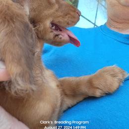 Dachshund Puppies from CLARK'S BREEDING PROGRAM