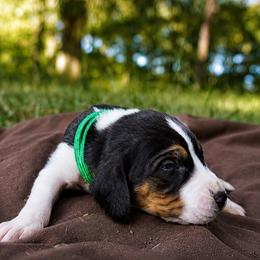 Green boy - Tri-colored male Treeing Walker Coonhound puppy in Lovelady, Texas from 3 Color Kennel
