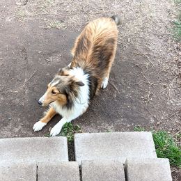 Bichon Frise, Russell Terrier, and Shetland Sheepdog All Grown Up from Mountain Ash Farms