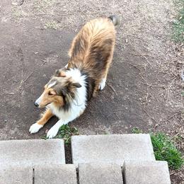 Bichon Frise, Russell Terrier, and Shetland Sheepdog All Grown Up from Mountain Ash Farms